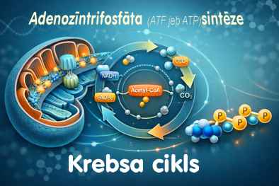 krebsacikls394